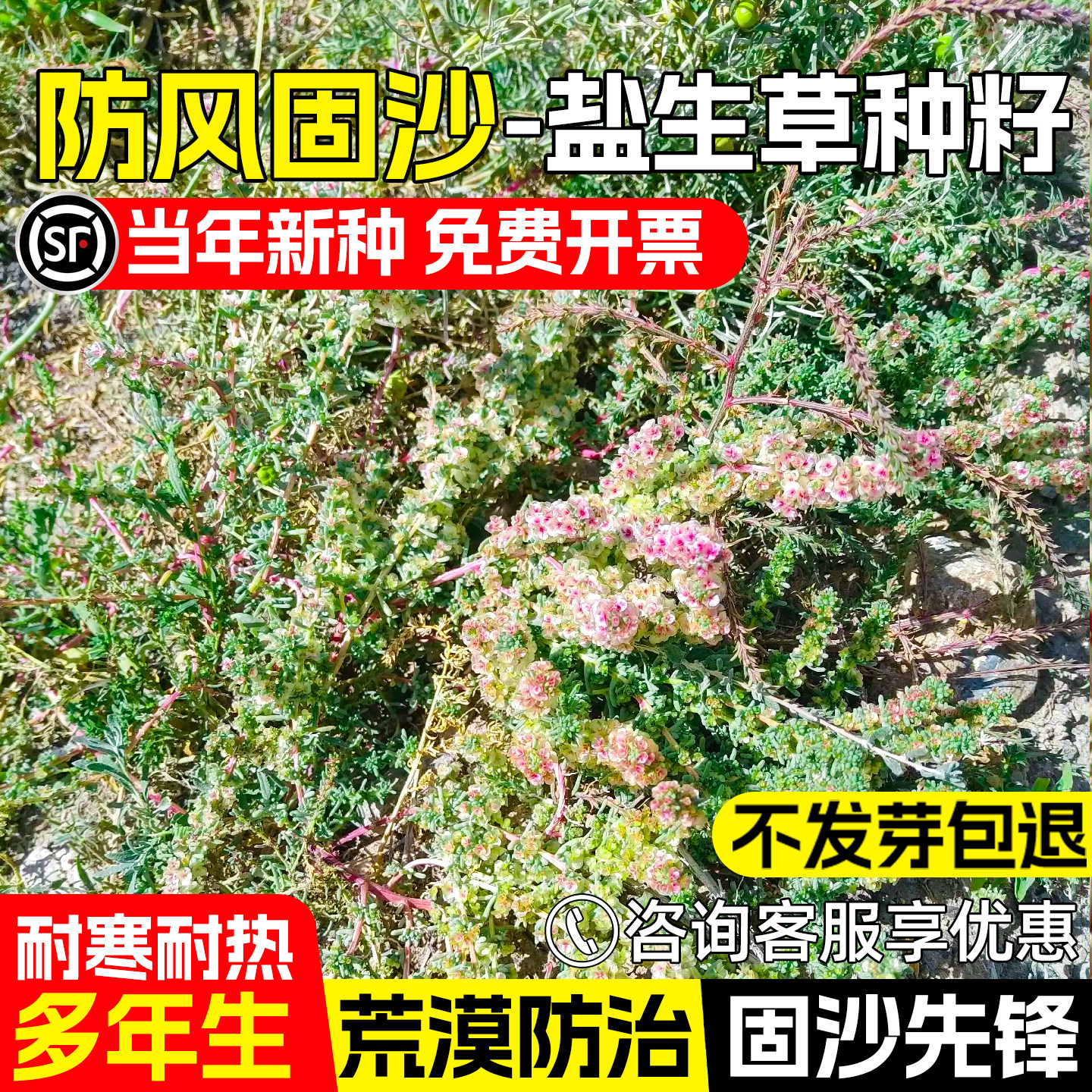 盐生草种子防风固沙矿山边坡绿化