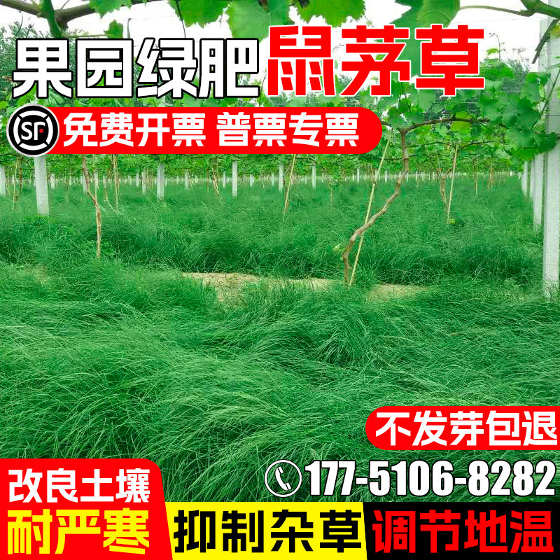 鼠茅草种子多年生果园绿肥耐严寒