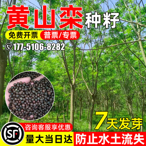 黄山栾种子南栾栾树种子绿化造景