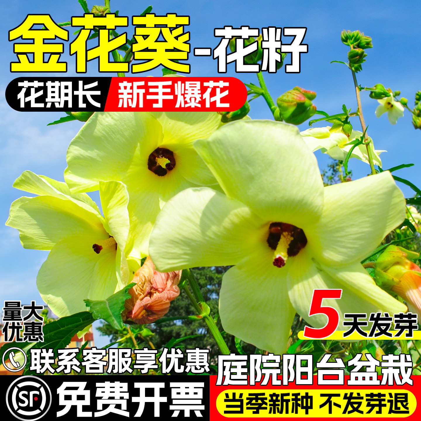 金花葵花籽庭院阳台盆栽芙蓉花