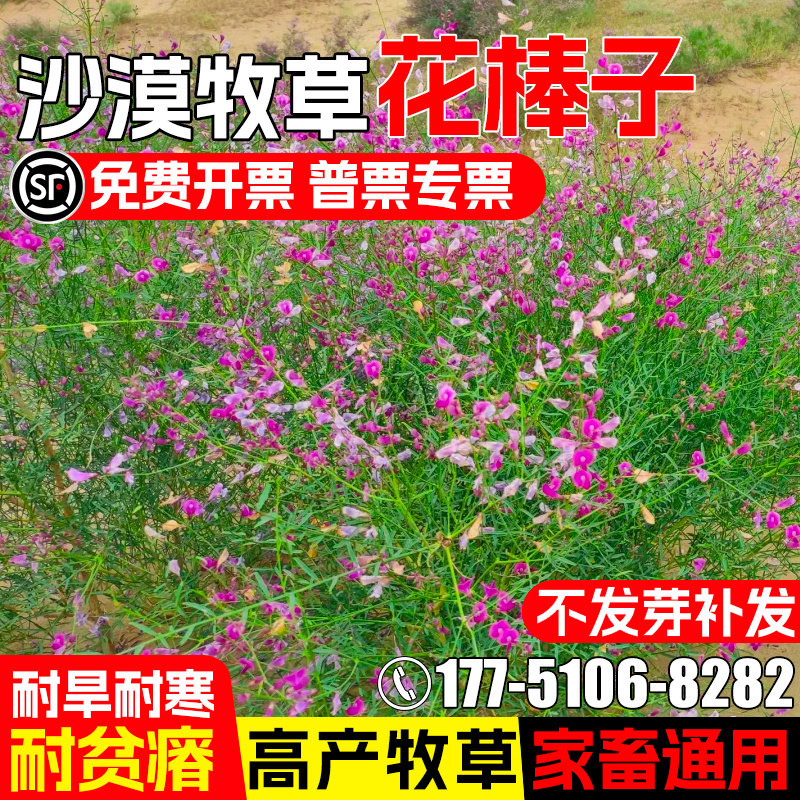花棒种子耐旱耐贫瘠沙漠绿化牧草种籽高产畜牧养殖多年生灌木草籽