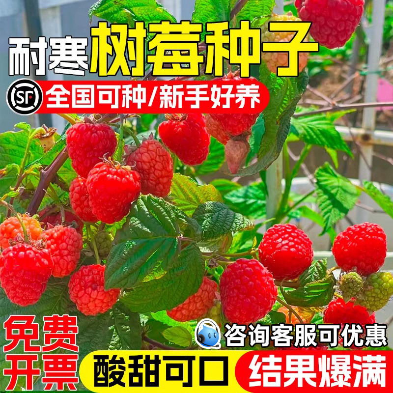 树莓野生草莓大果覆盆子红树莓
