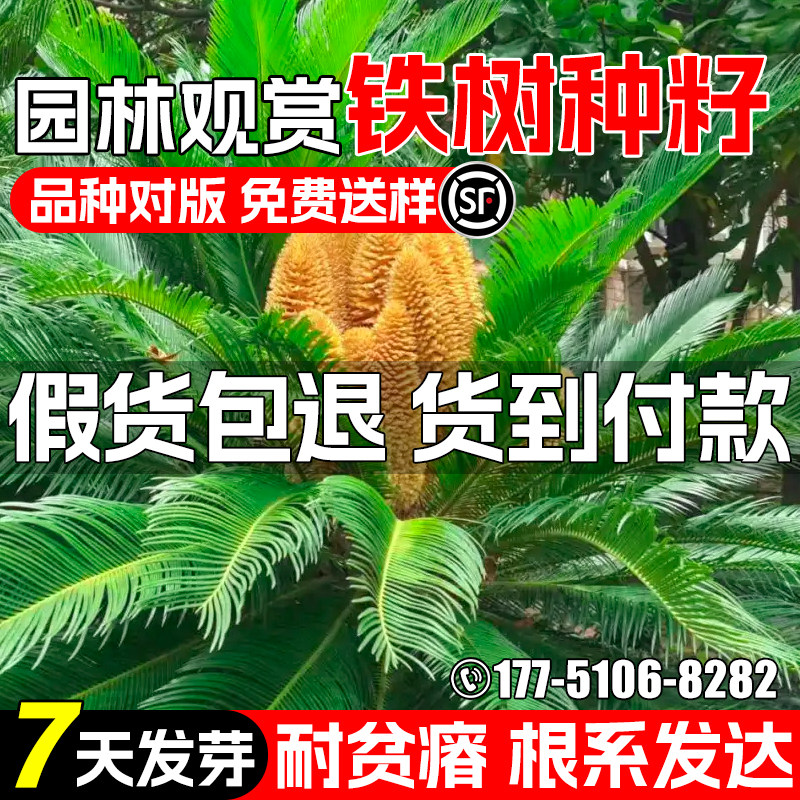 铁树种子园林景观绿化苏铁凤尾蕉