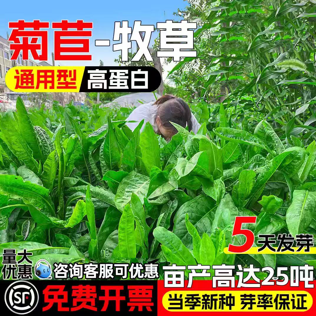 将军大叶菊苣种籽四季高产多年生牧草畜牧养殖高蛋白种籽再生草籽