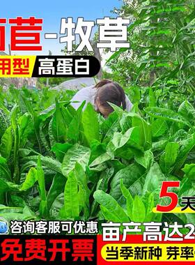 将军菊苣种籽牧草种子多年生草籽