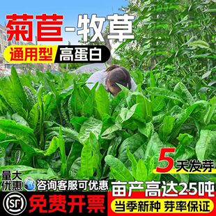 将军大叶菊苣种籽四季高产多年生牧草畜牧养殖高蛋白种籽再生草籽