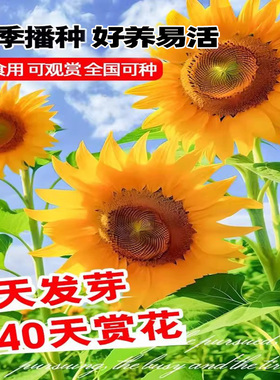 向日葵种孑四季播种观赏矮生花籽可食用切花卉绿植油葵向日葵盆栽