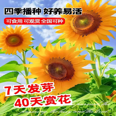 向日葵种孑四季播种观赏矮生花籽