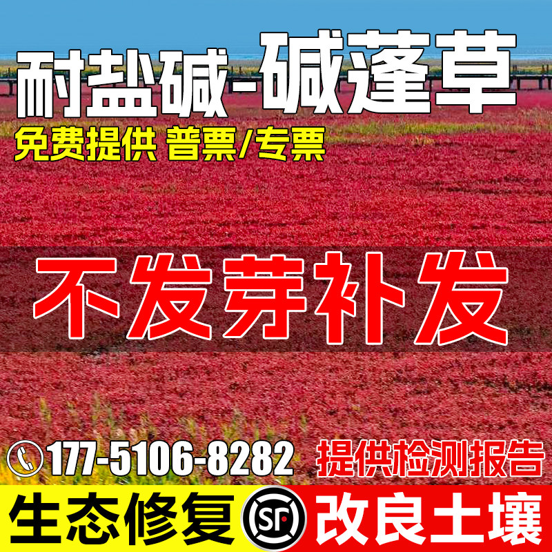 碱蓬草种籽多年生耐盐碱绿化草籽生态修复改善土壤荒地复绿草种子