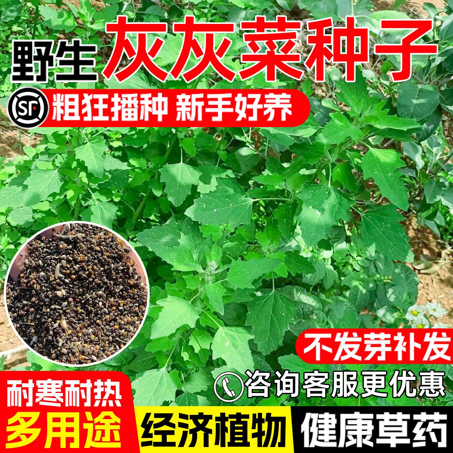 灰灰菜种子灰条菜中药材食用野菜