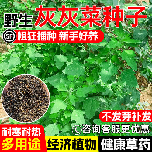 灰灰菜种子灰条菜中药材食用野菜