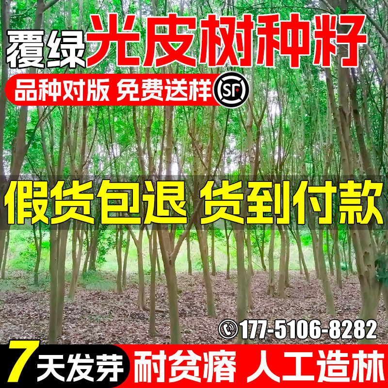 光皮树种子耐旱耐贫瘠乔木种籽荒山生态复绿植被造林绿化光皮梾木