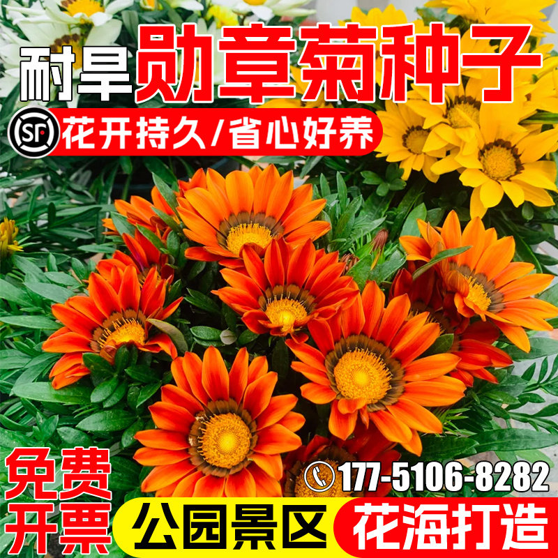 宣章菊非洲太阳花种子公园花海