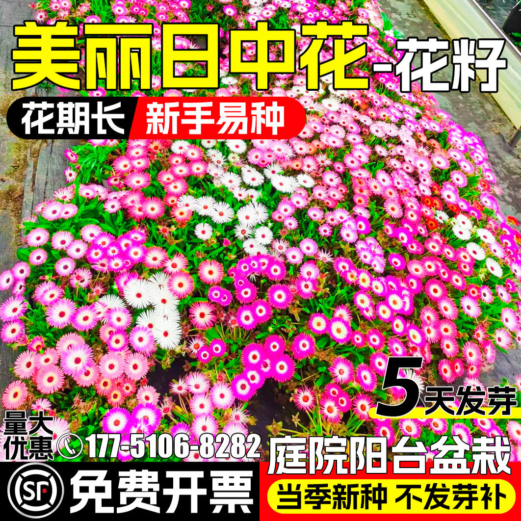美丽日种花种子庭院别墅阳台盆栽