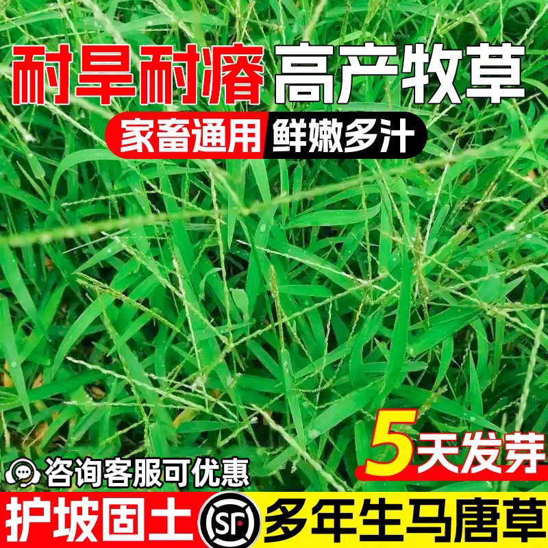 马唐草种子多年生护坡固土草籽耐旱耐贫瘠畜牧养殖高蛋白牧草种籽