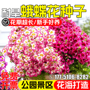 蛾蝶花种子四季种植开花庭院阳台盆栽花种籽公园景区花海美化花籽