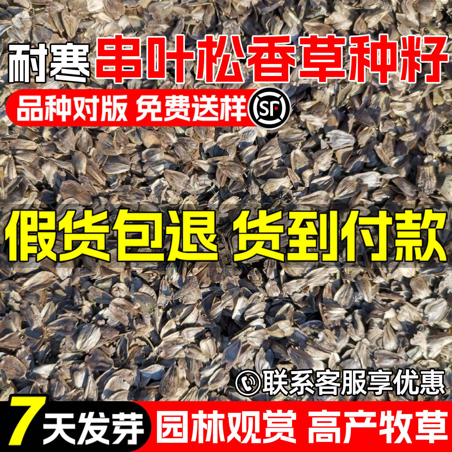 串叶松香草种子四季高产高蛋白