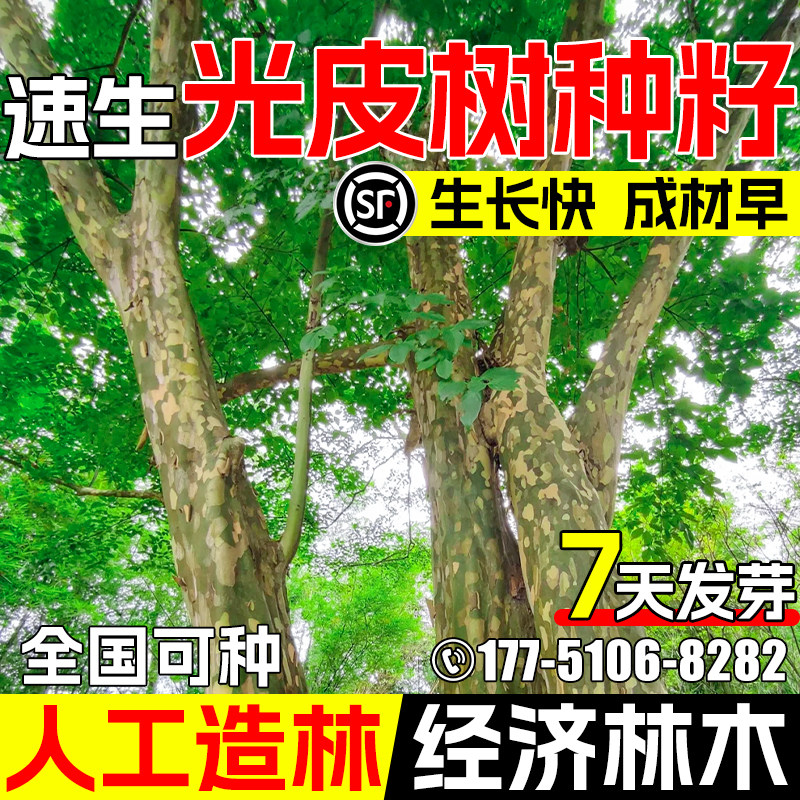 光皮树种子耐寒耐旱四季常绿乔木树种籽荒山人工植被造林绿化林木