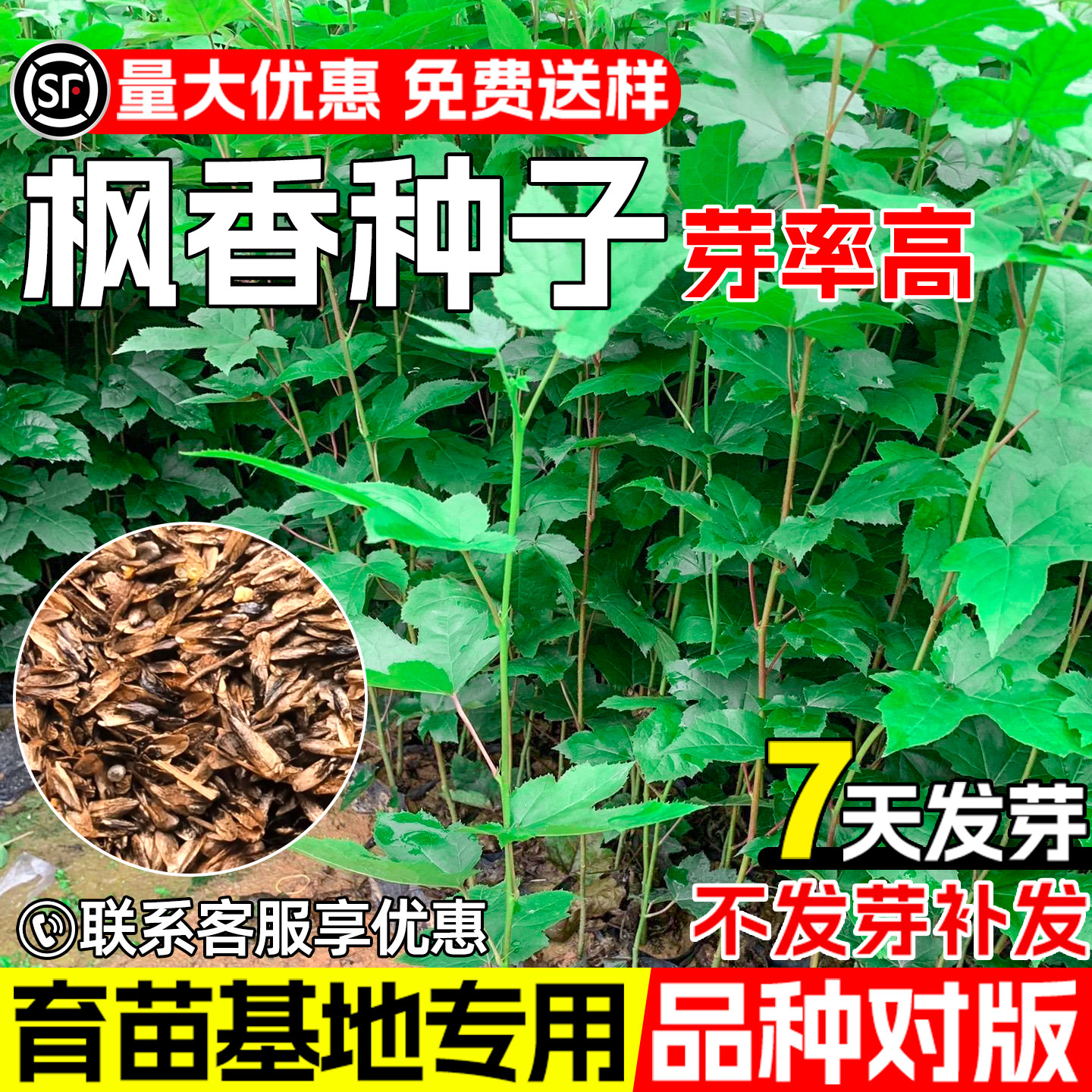 枫香枫树三角枫种子生态绿化观赏