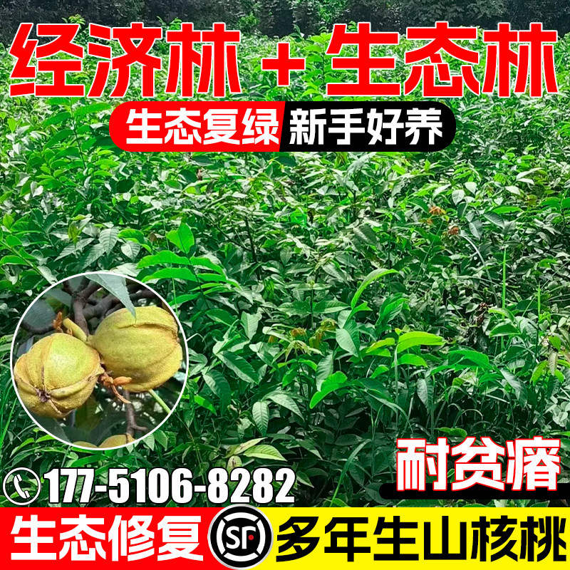 山核桃种子多年生耐贫瘠灌木种籽