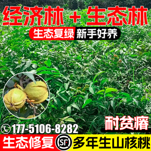 核桃树种子多年生护坡固土灌木草籽生态修复园林绿化山核桃树种籽