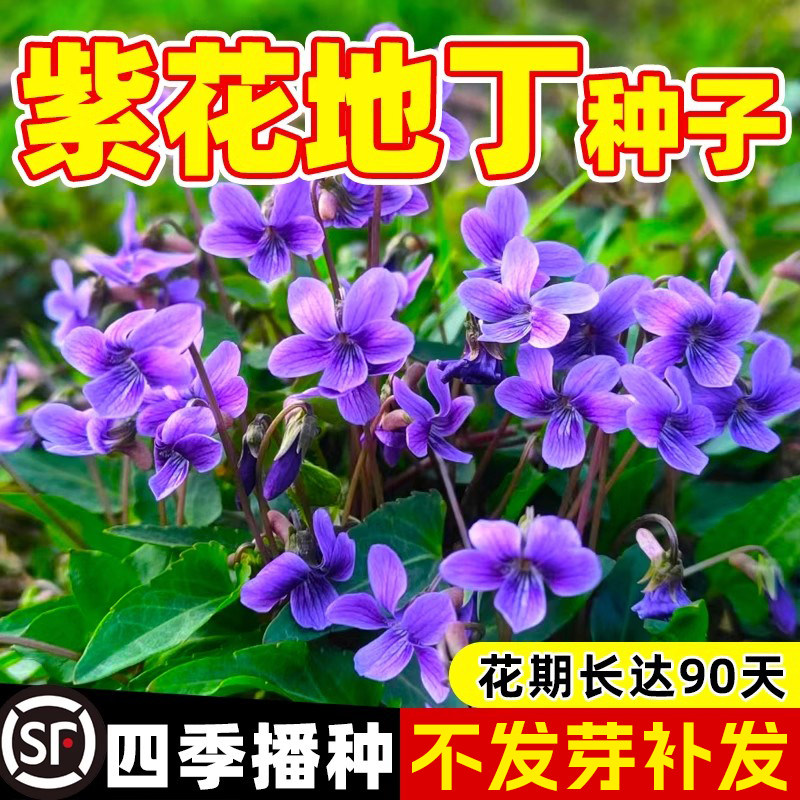 紫花地丁种子籽材紫花地丁花种籽四季种植盆栽药用苦地丁种孑