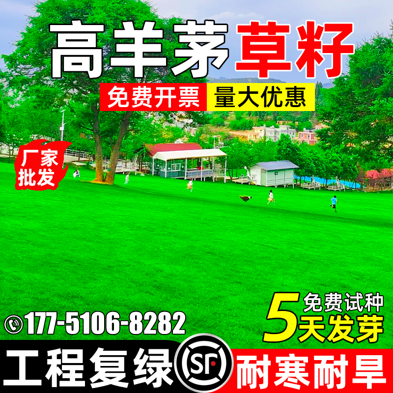 高羊茅草籽四季常青工程绿化种子