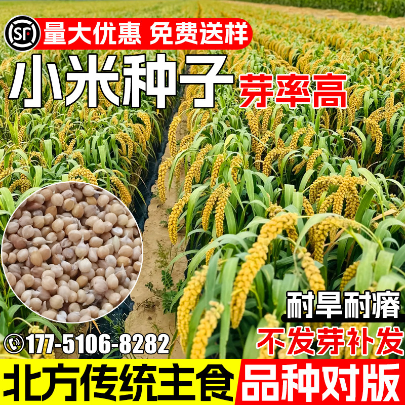 黄谷子种子穗大高产黄小米主食