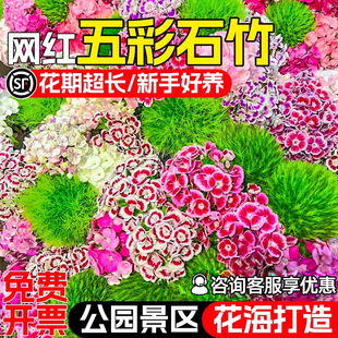 五彩石竹种籽四季播种公园小区庭院别墅花海景观花籽野花组合种子