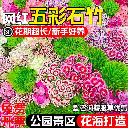 五彩石竹花种籽四季播种花海景观