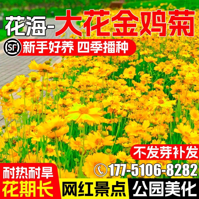 金鸡菊种籽四季播种野花组合花籽