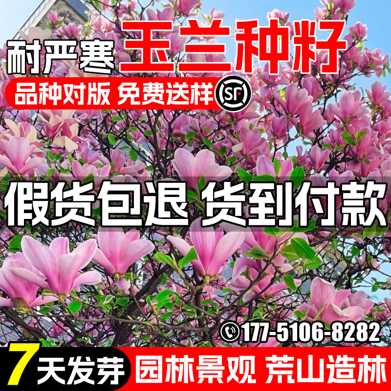 玉兰花种子园林景观绿化行道树