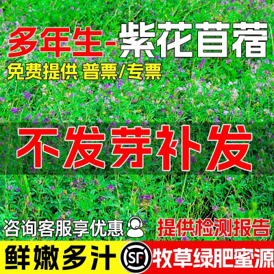 紫花苜蓿种籽高蛋白草籽牧草种子