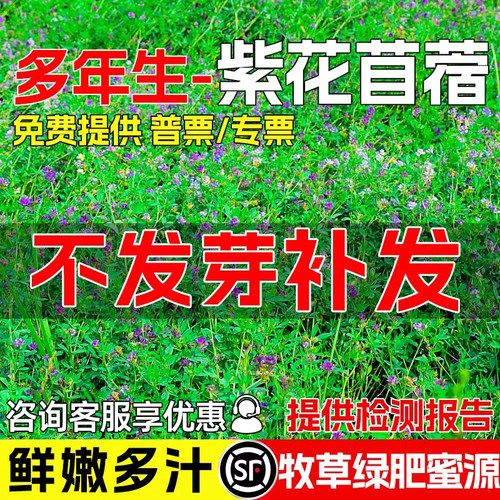 紫花苜蓿种籽高蛋白草籽牧草种子