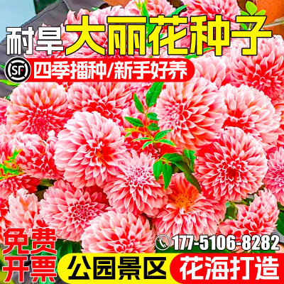 重瓣大丽花种籽多年生庭院阳台花