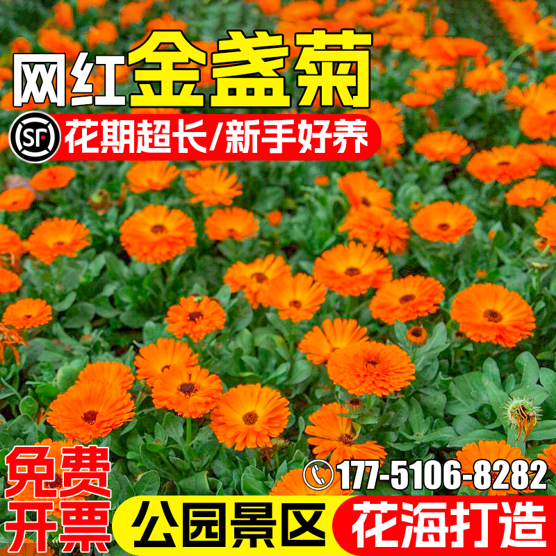 金盏菊花种籽四季播种野花组合种