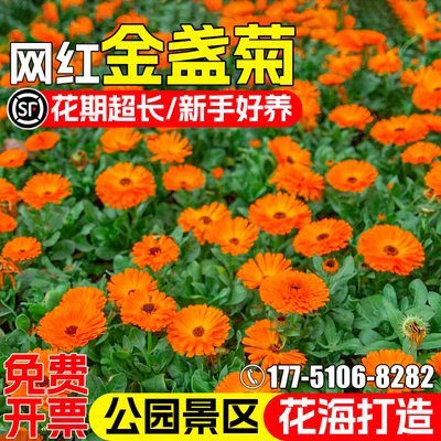 金盏菊花种籽四季播种野花组合种