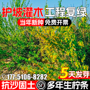柠条种子护坡灌木草籽抗沙固土多年生工程绿化耐贫瘠矿山复绿种籽