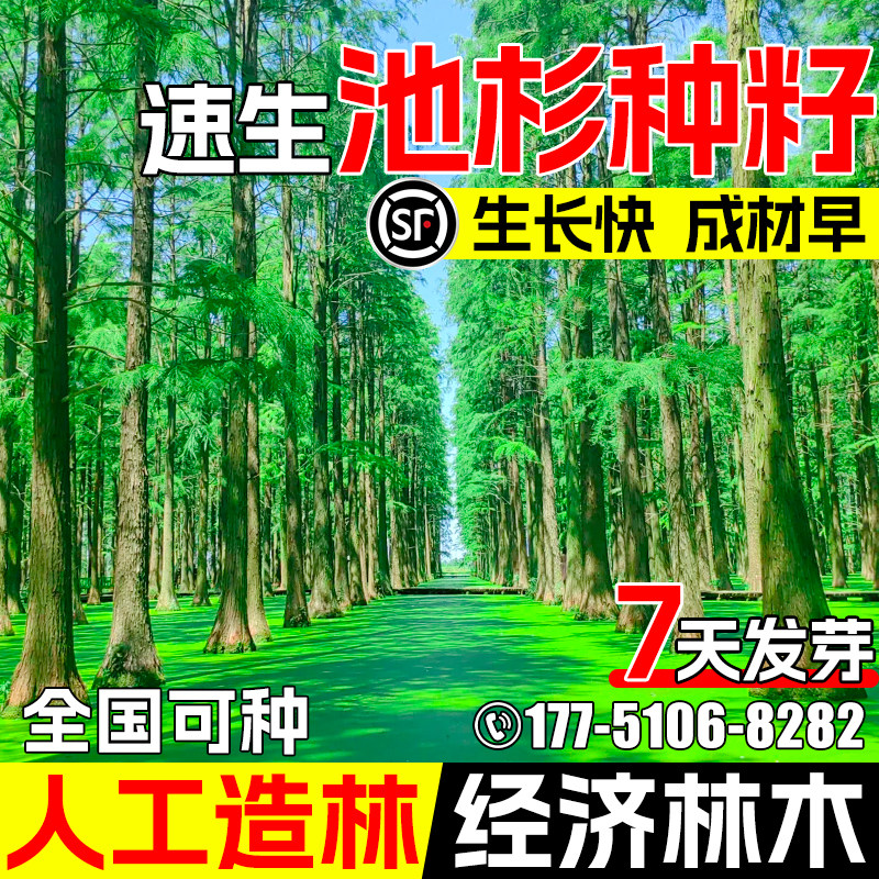 池杉树种子景观湿地河堤绿化观赏图片