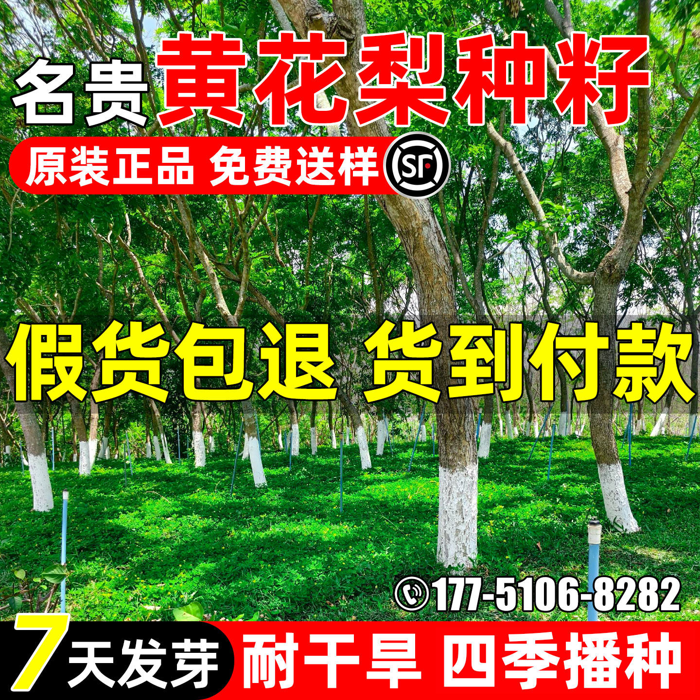 黄花梨种子海南黄花梨降香木黄檀