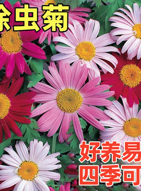 除虫菊花种籽子驱蚊植物一年四季播种都开花草种孑室内外太阳花籽