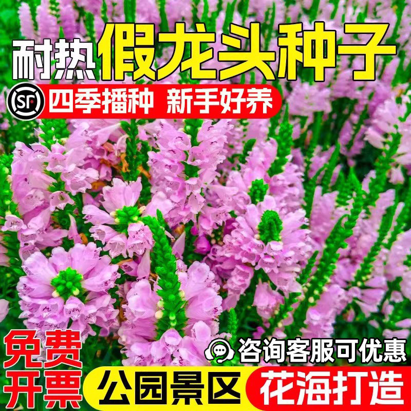 假龙头花种子四季易种多年生花籽
