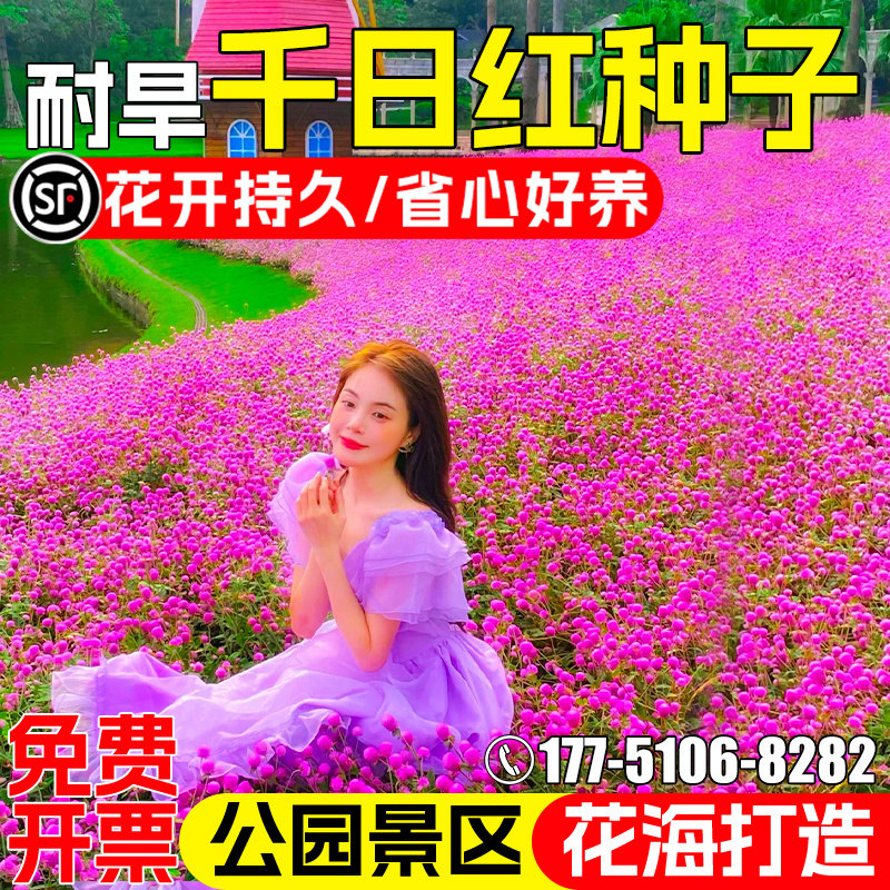 千日红花籽公园景区花海景观美化
