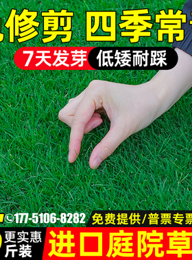 草坪草籽四季常青护坡狗牙根高羊茅矮生庭院地毯草绿化黑麦草种子