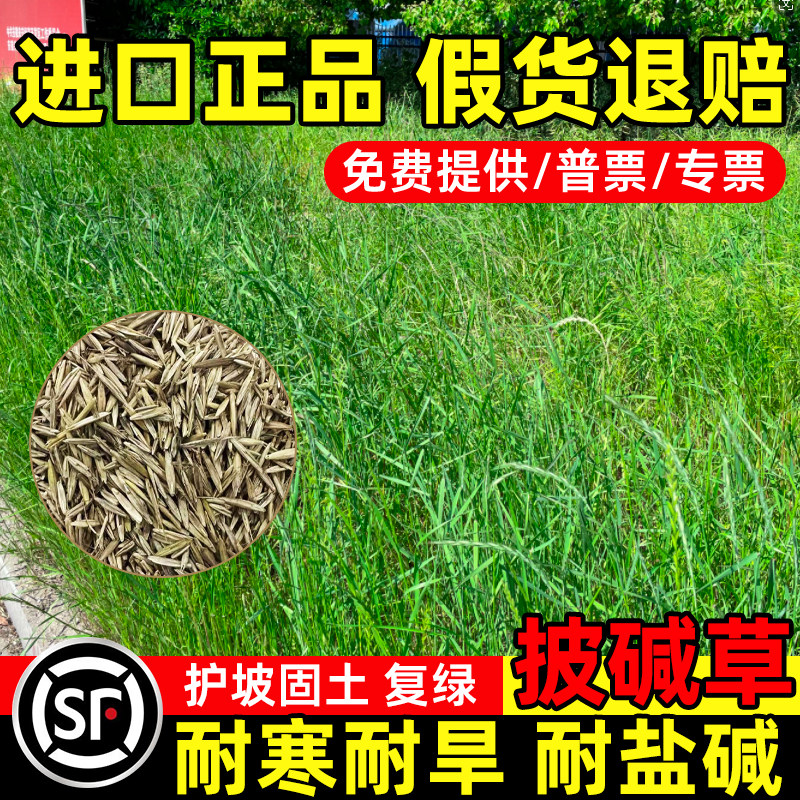 披碱草草籽护坡固土抗风沙耐贫瘠耐盐耐碱老芒麦羊草冰草碱茅种籽