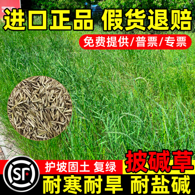 披碱草草籽耐寒耐旱耐盐碱老芒麦