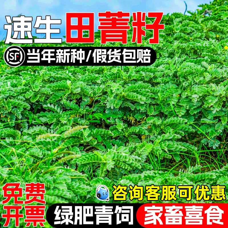 田菁种籽果园绿肥四季高产草种子