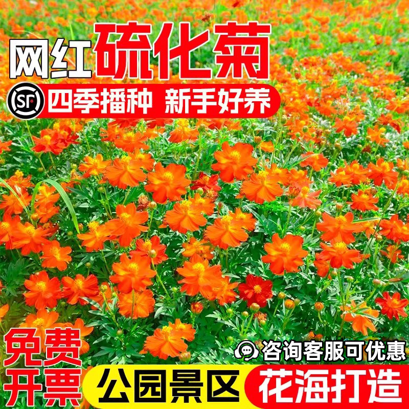 硫华菊种子四季播种野花组合花籽