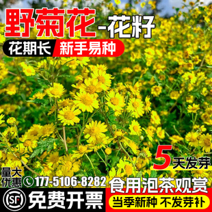 野菊花种子甘野菊花籽食用泡茶野生山菊花种籽多年生四季播种植物