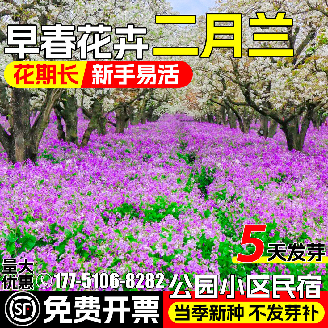 二月兰花种籽四季播种诸葛菜花籽